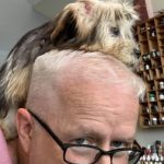 silverfox8